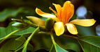 Michelia yellow flower plant - Kadiyam Nursery
