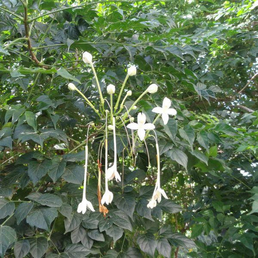 Millingtonia hortensis, M. pinnata, Indian Cork Tree, Tree Jasmine - Kadiyam Nursery