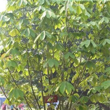 Mitragyna parvifolia,Kaim - Kadiyam Nursery