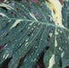 Monstera deliciosa variegata,Variegated Monstera - Kadiyam Nursery
