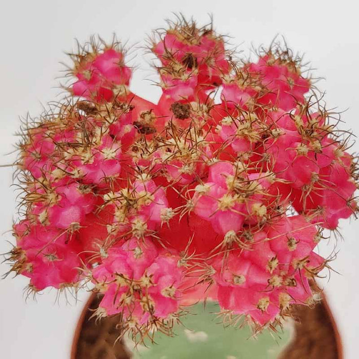 Moon cactus Pink - Kadiyam Nursery