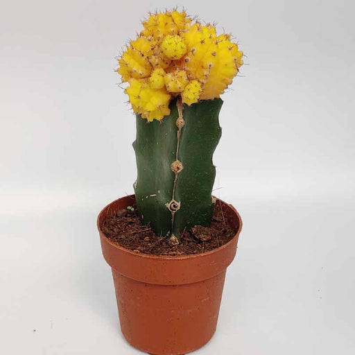 Moon Cactus Yellow Colour - Kadiyam Nursery