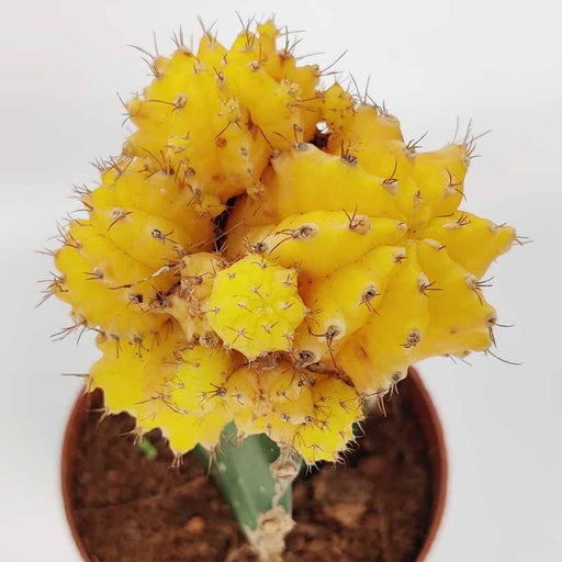 Moon Cactus Yellow Colour - Kadiyam Nursery