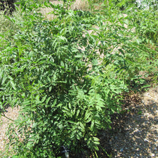 Mulethi (Glycyrrhiza glabra) Plants for Sale: Grow Your Own Licorice ...