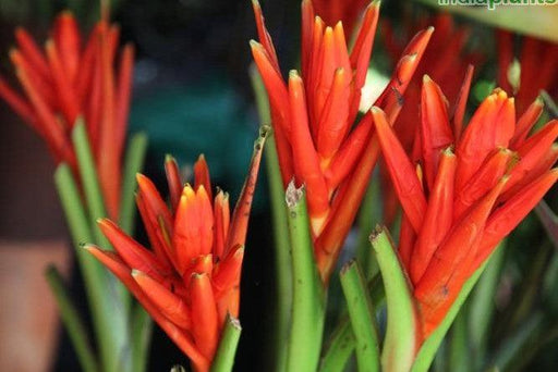 Musa coccinea, Musa uranoscopos,Ornamental Banana Orange, Scarlet Banana, Red Torch Banana, Red Flowering Thai Banana - Kadiyam Nursery