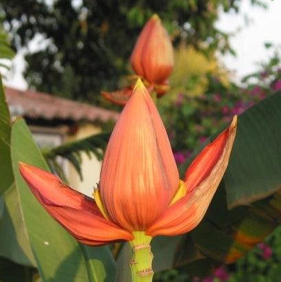 Musa ornata bronze,Ornamental Banana Orange Red - Kadiyam Nursery