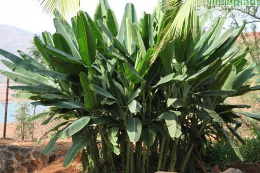 Musa ornata bronze,Ornamental Banana Orange Red - Kadiyam Nursery