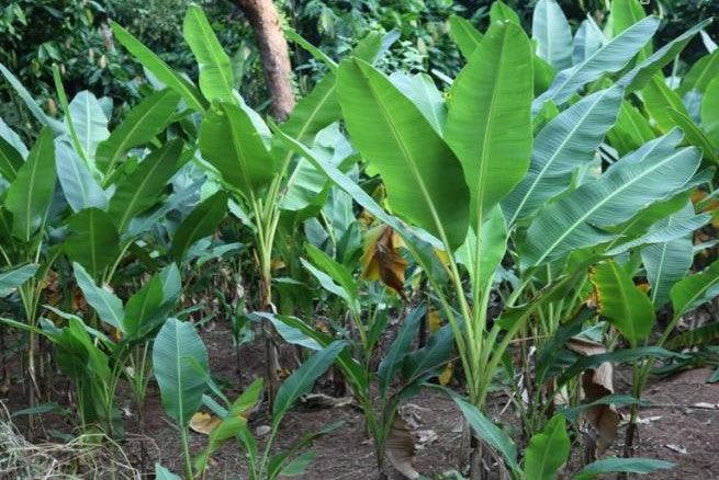 Musa ornata lutea,Yellow Banana, Musa Yellow - Kadiyam Nursery