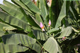Musa ornata, Musa mexicana,Ornamental Banana Pink, Bronze Banana - Kadiyam Nursery