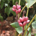 Musa velutina,Velvet Pink Banana - Kadiyam Nursery
