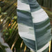 Musa x paradisiaca vittata,,Musa Tricolor, Musa Variegated - Kadiyam Nursery