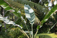 Musa x paradisiaca vittata,,Musa Tricolor, Musa Variegated - Kadiyam Nursery
