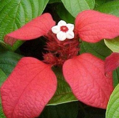 Mussaenda erthrophylla,Mussaenda, Ashanti Blood, Red Flag Bush, Tropical Dogwood, Mussaenda Red Single - Kadiyam Nursery