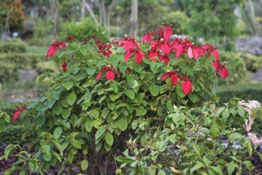 Mussaenda erthrophylla,Mussaenda, Ashanti Blood, Red Flag Bush, Tropical Dogwood, Mussaenda Red Single - Kadiyam Nursery