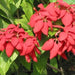 Mussaenda hybrid red,Mussaenda Hybrid Red - Kadiyam Nursery