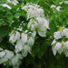 Mussaenda philippica alba,Mussaenda White - Kadiyam Nursery