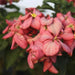 Mussaenda philippica rosea - Kadiyam Nursery