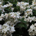 Mussaenda philippica rosea var alba,Large Flowered White Mussaenda - Kadiyam Nursery
