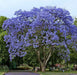 Neel Mohar, Jacaranda Mimosifolia - Plant - Kadiyam Nursery