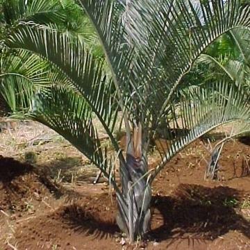 Neodypsis decaryii,Neodypsis Decaryii, Triangle Palm, Three Sided Palm - Kadiyam Nursery