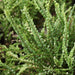 Nephrolepis cordifolia,Fern Small Leaf, Button Fern - Kadiyam Nursery