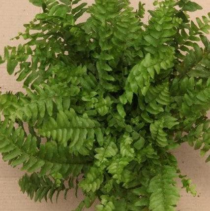 Buy the Beautiful Dallas Fern Plant - Nephrolepis exaltata dallasii ...