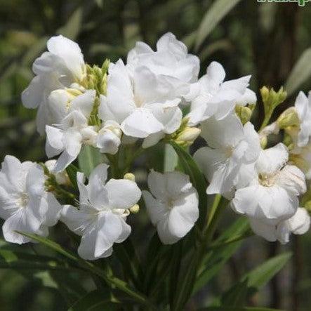 Nerium oleander album double,Nerium White Double - Kadiyam Nursery