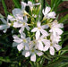 Nerium oleander album - Kadiyam Nursery