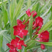 Nerium oleander carnea deep red,Nerium Deep Red Single - Kadiyam Nursery