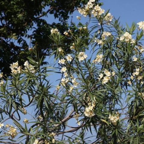 Nerium oleander flava,Nerium Cream, Nerium Yellow - Kadiyam Nursery