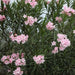 Nerium oleander roseum,Nerium Light Pink Single - Kadiyam Nursery