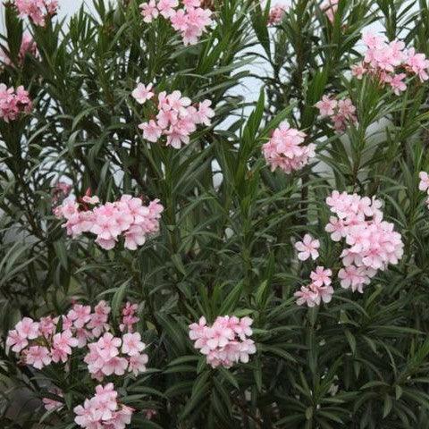 Light Pink Oleander Single Plant for Sale — Nursery