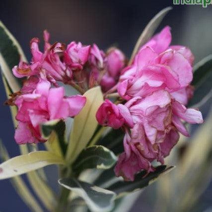 Nerium oleander variegatum,Nerium Variegated - Kadiyam Nursery
