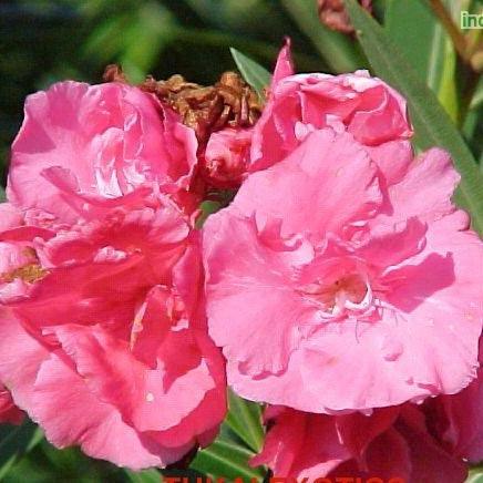 Nerium oleander,Nerium Pink Double - Kadiyam Nursery