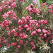Nerium oleander,Nerium Pink Double - Kadiyam Nursery