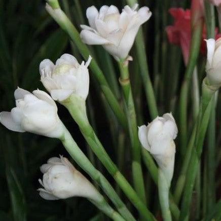 Stunning White Torch Ginger Plant (Nicolaia elatior alba/Etlingera ela ...