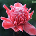 Nicolaia elatior, Etlingera elatior, Phaeomeria magnifica,Torch Ginger Pink - Kadiyam Nursery
