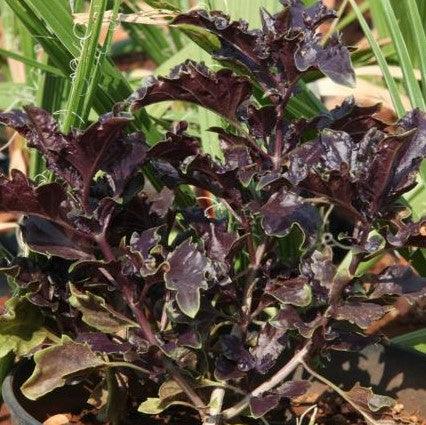 Ocinum basilicum purple ruffles,Basil Purple Ruffles - Kadiyam Nursery