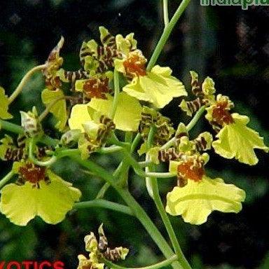 Oncidium grower ramsey,Dancing Doll Orchid, Oncidium Grower Ramsey, Volcano Queen - Kadiyam Nursery