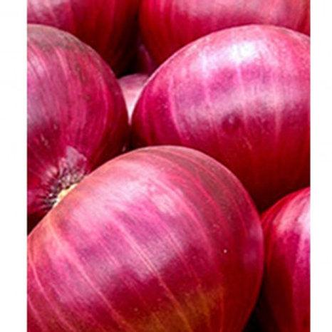 Onion vegitable seeds (pack of 100) - Kadiyam Nursery