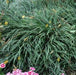 Ophiopogon japonicus,Monkey Grass, Mondo Grass - Kadiyam Nursery