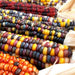 Ornamental Multi Colour Corn NM (pack of 1000 seeds) - Kadiyam Nursery
