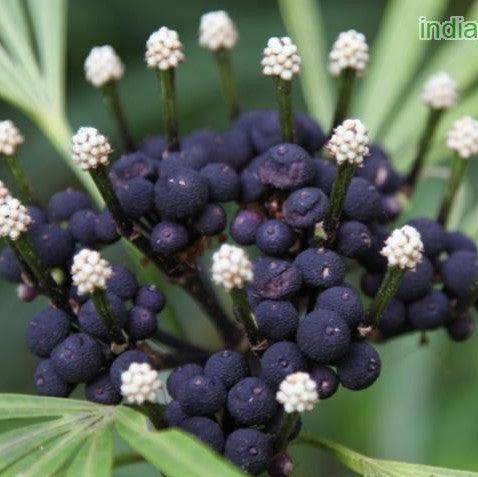 Osmoxylon lineare,Osmoxylon lineare - Kadiyam Nursery