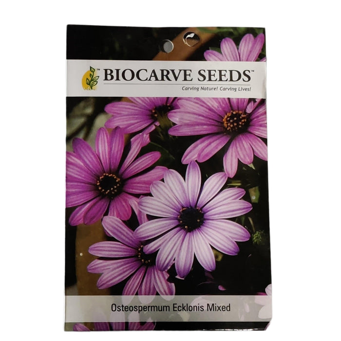 Osteospermum  mixed Flowring Seeds (pack of 50Seeds ) - Kadiyam Nursery