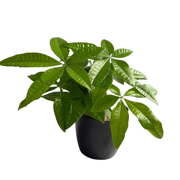Pachira Money Tree Lucky Live Plant Indoors In A Decorative Pot For Living Room, Balcony, Table Corner, OfficeHome Decoration - Kadiyam Nursery