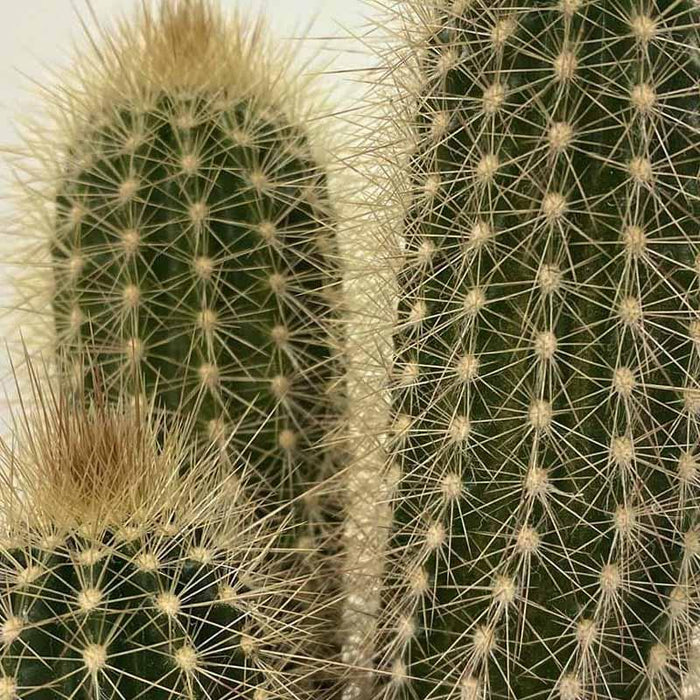 Pachy Cactus Plants - Kadiyam Nursery