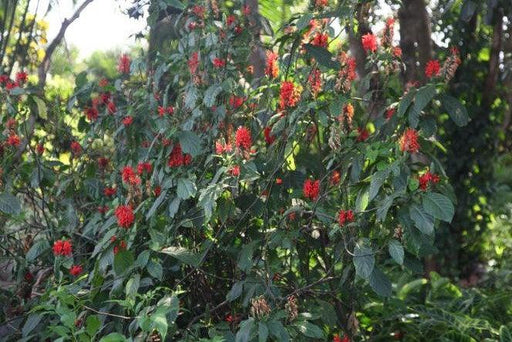 Pachystachys coccinea,Orange Justecia, Cardinals Guard - Kadiyam Nursery