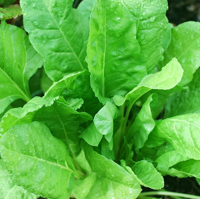 Palak spinach vegitable seeds (pack of 1) 30g - Kadiyam Nursery