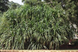 Pandanus odoratissimum,Screw Pine, Pandanus Species, Hala Screw Pine Walking Tree - Kadiyam Nursery