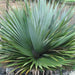 Pandanus species,Screw Pine, Pandanus Green - Kadiyam Nursery